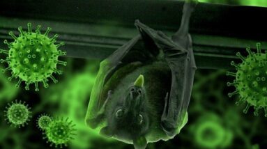 bat hanging upside down with science electron microscopy image in lab looking for blame for coronavirus