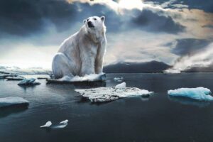 polar bear on melting ice showing climate change effects