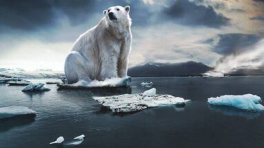 polar bear on melting ice showing climate change effects
