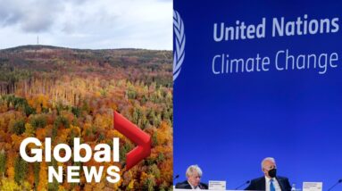 COP26: Canada joins more than 100 countries vowing to end deforestation by 2030